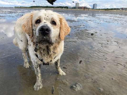 Wo sind die Golden Retriever Liebhaber?-Beitrag-Bild