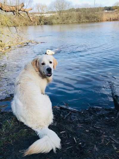 Wo sind die Golden Retriever Liebhaber?-Beitrag-Bild
