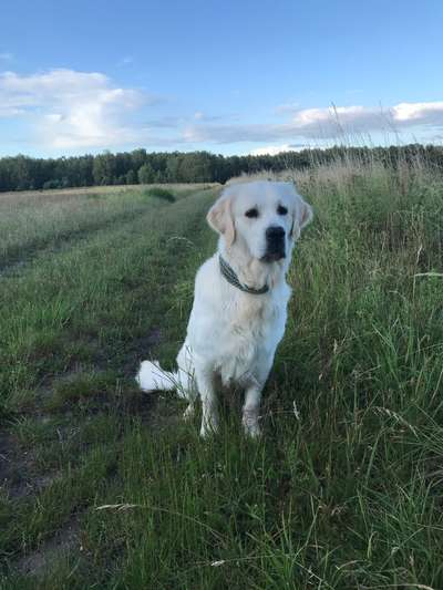 Wo sind die Golden Retriever Liebhaber?-Beitrag-Bild