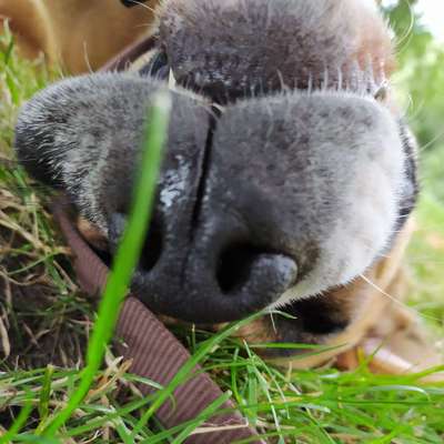 Hundetreffen-Sozialtraining für meinen Hund