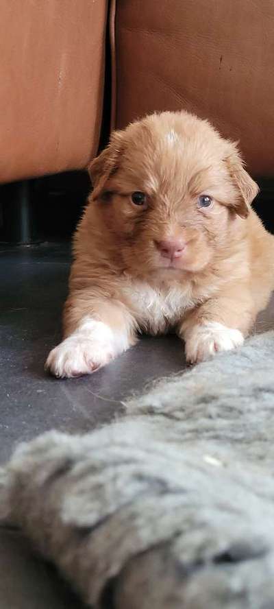 Als Welpen sind sie alle noch süßer-Beitrag-Bild