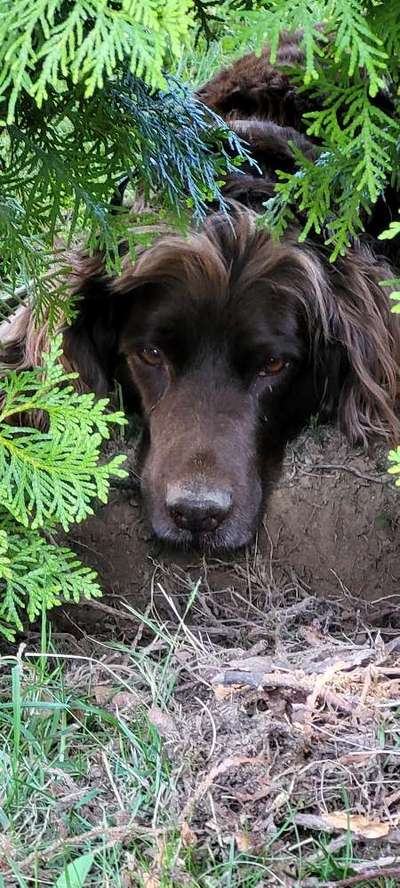 Die Dogorama Monats Challenge "Es grünt und blüht"-Beitrag-Bild