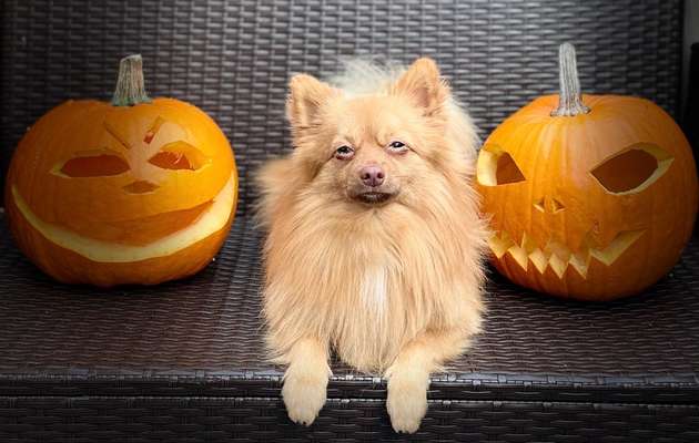 Fotochallange Nr.53 "HALLOWEEN"-Beitrag-Bild