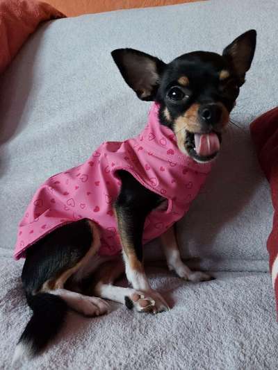 Pullis, Jacken, Hütte und alles sonstiges-Beitrag-Bild