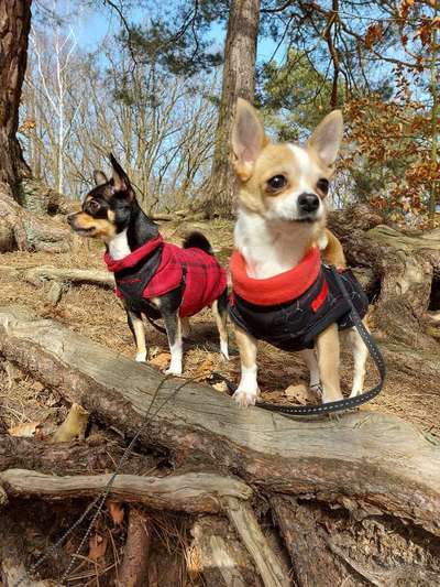 Pullis, Jacken, Hütte und alles sonstiges-Beitrag-Bild