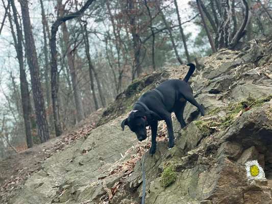 Hundetreffen-Badespaß und Abenteuer Touren mit Lucy-Bild