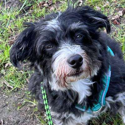 Giftköder-Hundeangriff - Schäferhund (schwarz)-Bild