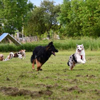 Hundetreffen-Hundekumpel zum Trainieren und Toben gesucht-Bild