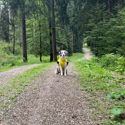 Hundetreffen-Hundebegegnungen üben-Bild