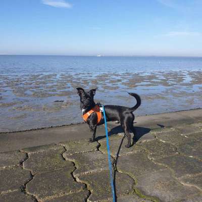 Die Dogorama Wochen Challenge: “Dein Hund im Urlaub”-Beitrag-Bild