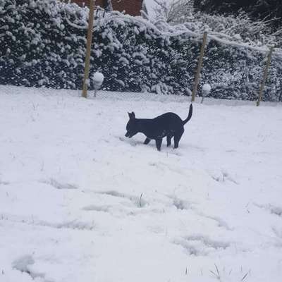 Die Dogorama Kalender Challenge Teil 2/4-Beitrag-Bild