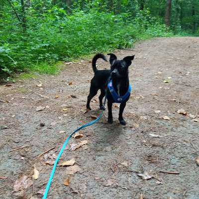 Hundetreffen-Spaziergänge-Bild