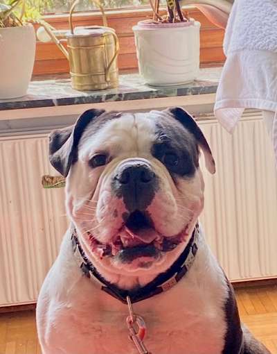 Olde English Bulldogge-Beitrag-Bild