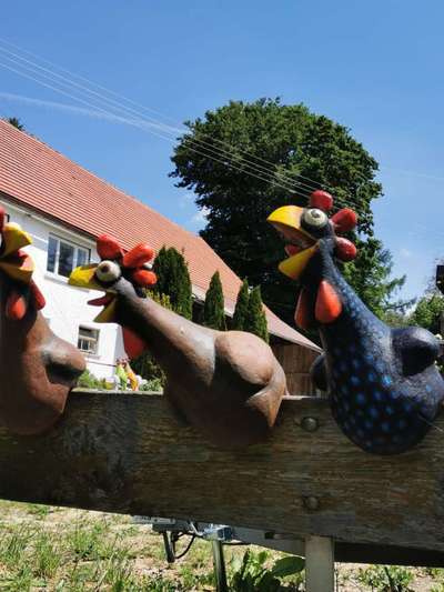 Die wunderschöne Welt mit Hund.-Beitrag-Bild