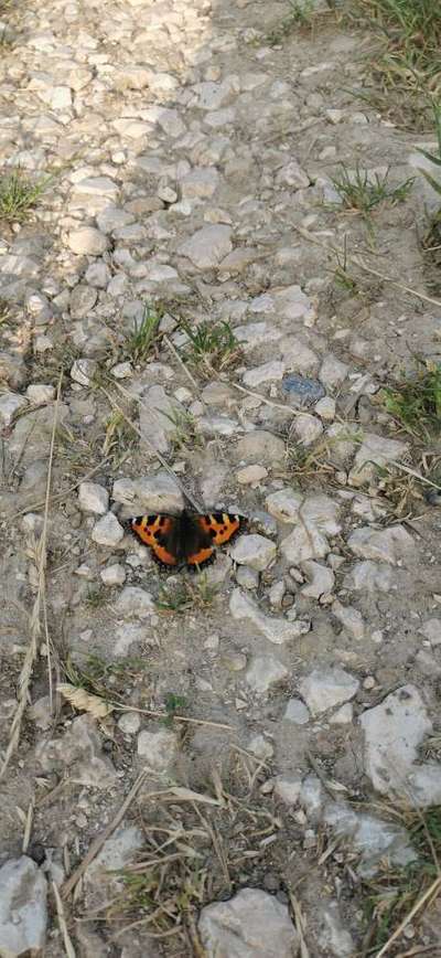 Die wunderschöne Welt mit Hund.-Beitrag-Bild