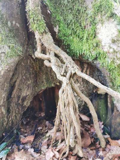 Die wunderschöne Welt mit Hund.-Beitrag-Bild