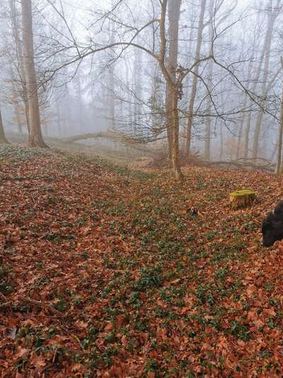 Die wunderschöne Welt mit Hund.-Beitrag-Bild