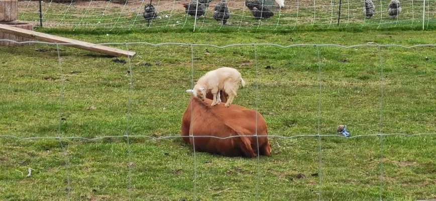 Die wunderschöne Welt mit Hund.-Beitrag-Bild
