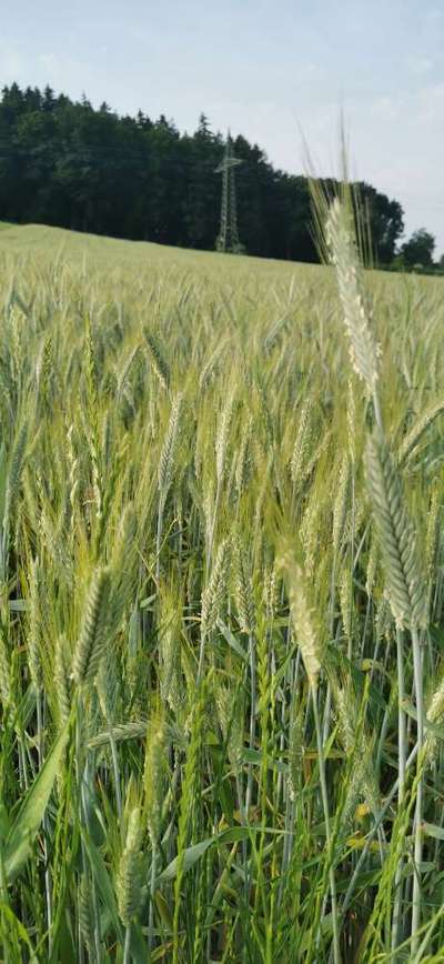 Die wunderschöne Welt mit Hund.-Beitrag-Bild