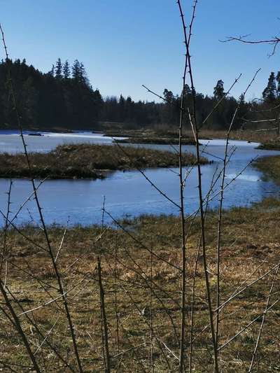 Die wunderschöne Welt mit Hund.-Beitrag-Bild