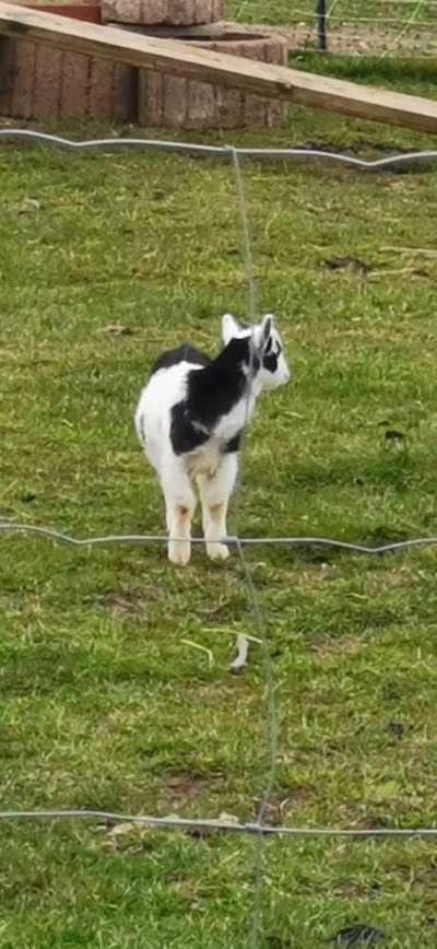Die wunderschöne Welt mit Hund.-Beitrag-Bild