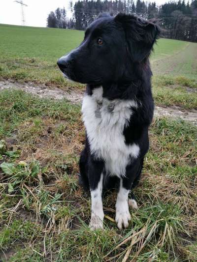 Tierschutzhund ist meine Lieblingsrasse-Beitrag-Bild