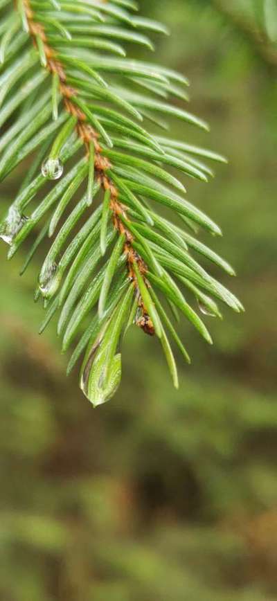 Die wunderschöne Welt mit Hund.-Beitrag-Bild