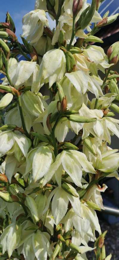 Die wunderschöne Welt mit Hund.-Beitrag-Bild