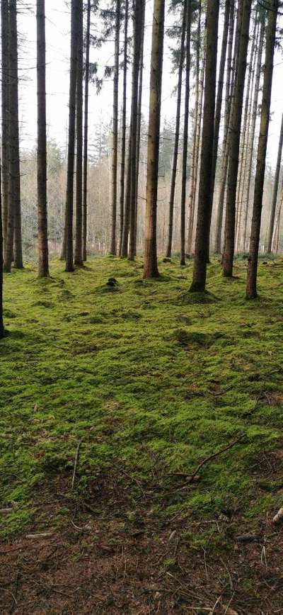 Die wunderschöne Welt mit Hund.-Beitrag-Bild