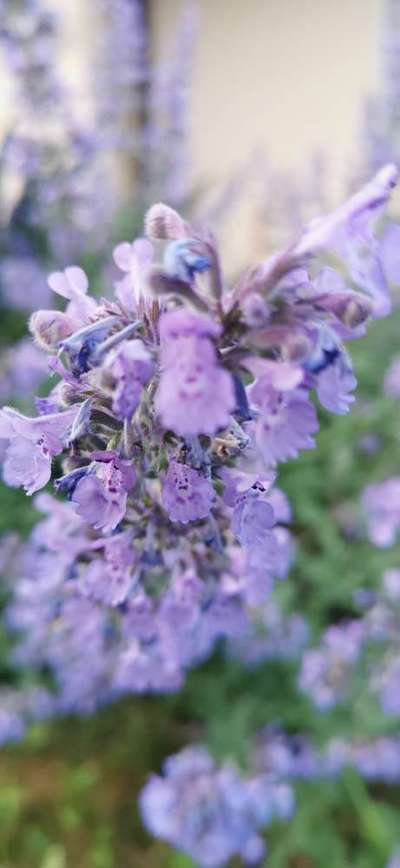 Die wunderschöne Welt mit Hund.-Beitrag-Bild
