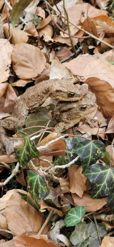 Die wunderschöne Welt mit Hund.-Beitrag-Bild