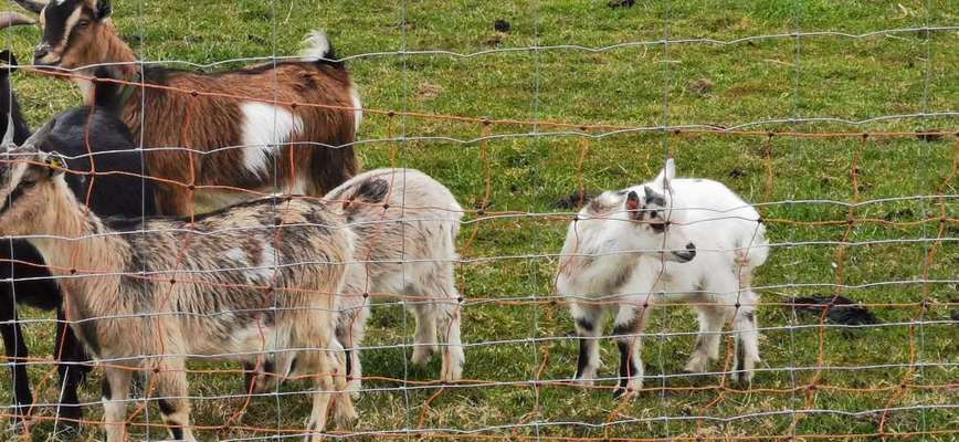 Die wunderschöne Welt mit Hund.-Beitrag-Bild