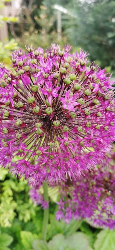 Die wunderschöne Welt mit Hund.-Beitrag-Bild