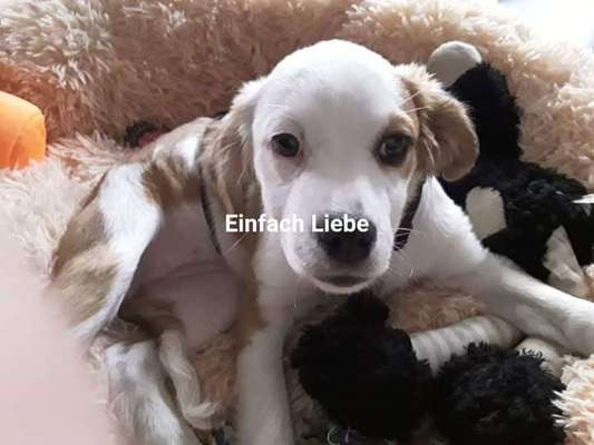 Welpen Bilder !-Beitrag-Bild