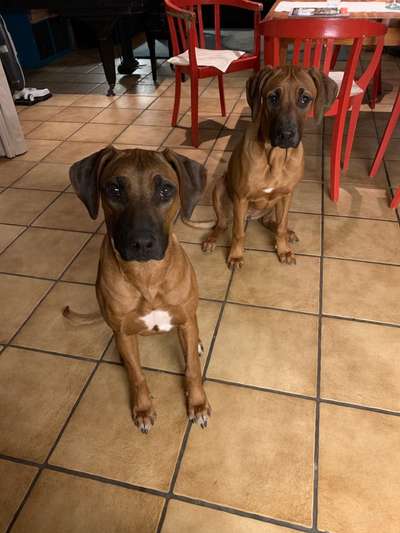 Rhodesian Ridgeback-Beitrag-Bild