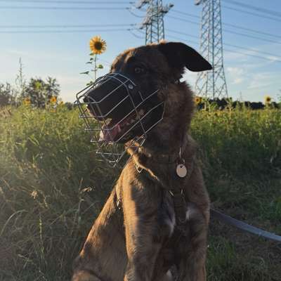 Hundetreffen-🐾 Hundefreunde gesucht 🐾-Bild