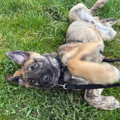 Hundetreffen-🐾 Hundefreunde gesucht 🐾-Bild