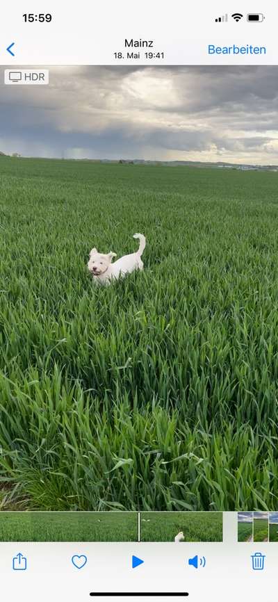 Die Dogorama Wochen Challenge-Beitrag-Bild