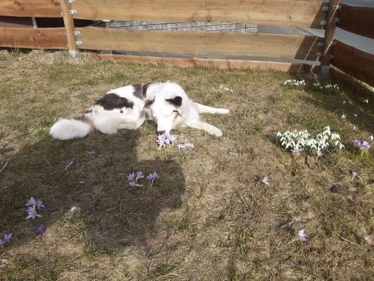 Challenge 23 : "  Euer Hund beim Frühlingserwachen "-Beitrag-Bild