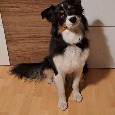 Hundetreffen-Easy sucht Spielpartner in Reinickendorf und Umgebung-Bild