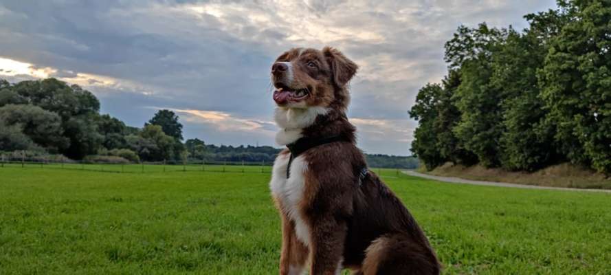 Zeigt mal die schönsten Bilder von euren Hunden !-Beitrag-Bild