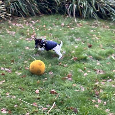 Hundetreffen-Welpentreffen in Essen-Rellinghausen-Bild