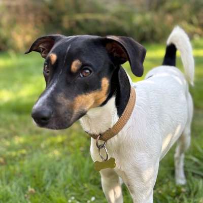 Dansky (Dansk-Svensk Gårdshund)-Beitrag-Bild