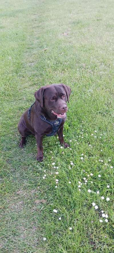 Hundetreffen-Gassi Runde-Bild