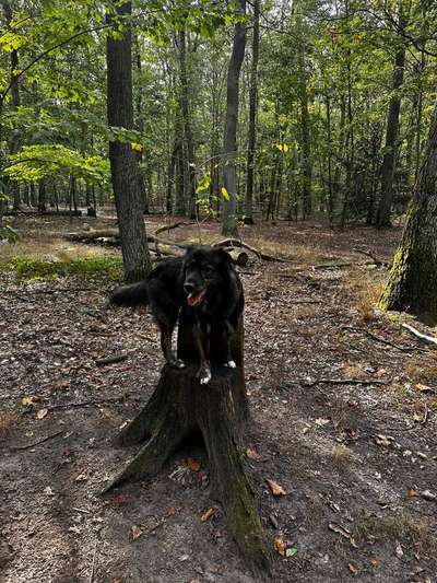 Hundetreffen-Waldspaziergang-Bild