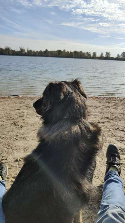 Hundetreffen-Gemeinsames spazieren gehen und spielen.-Bild