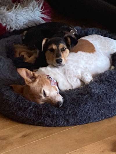 Wie kamst du zu deinem Hund?-Beitrag-Bild