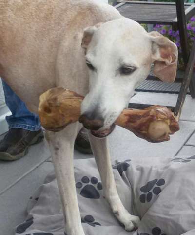 Dogorama Photo Challenge - Der Frühling kommt-Beitrag-Bild