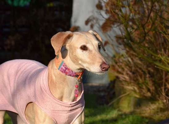 Dogorama Photo Challenge - Der Frühling kommt-Beitrag-Bild