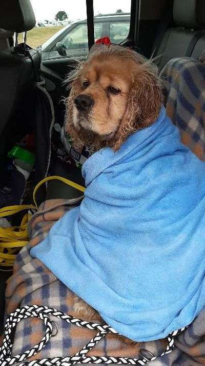 Hund/Welpen finden wo/wie-Beitrag-Bild